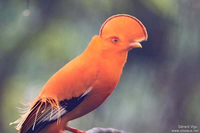 Guianan Cock-of-the-rock male adult