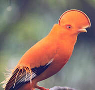 Guianan Cock-of-the-rock