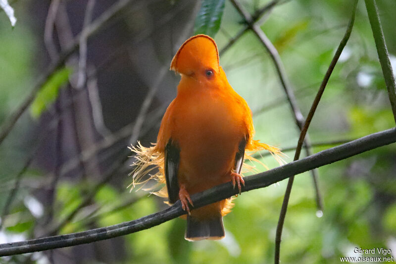 Guianan Cock-of-the-rock male adult