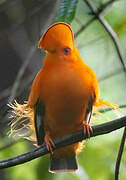 Guianan Cock-of-the-rock