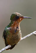 Tufted Coquette