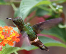 Tufted Coquette