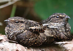 Blackish Nightjar