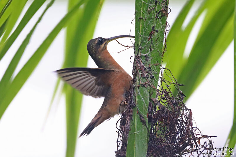 Rufous-breasted Hermitadult, Reproduction-nesting