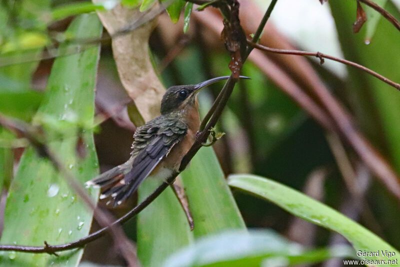 Rufous-breasted Hermitadult