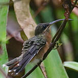 Ermite hirsute