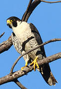 Peregrine Falcon