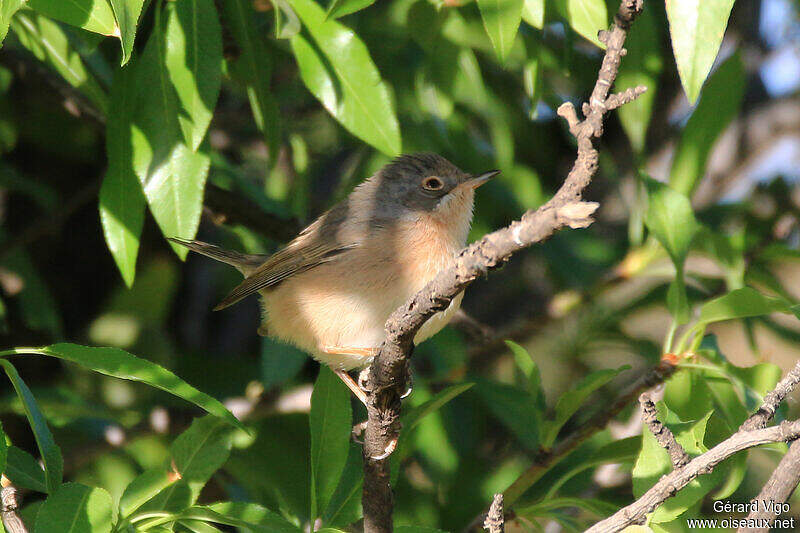 Western Subalpine Warbler - Curruca iberiae female adult - gevi221878