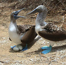 Fou à pieds bleus