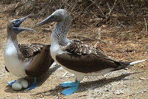 Fou à Pieds Bleus Sula Nebouxii