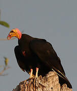 Greater Yellow-headed Vulture