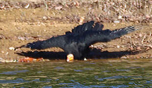 Greater Yellow-headed Vulture