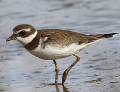 Semipalmated Plover