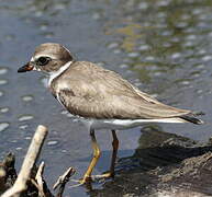 Semipalmated Plover