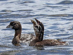 Pied-billed Grebe