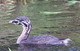 Pied-billed Grebe