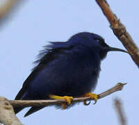 Purple Honeycreeper