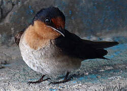 Pacific Swallow