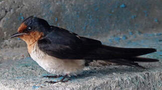 Pacific Swallow