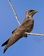 Brown-chested Martin