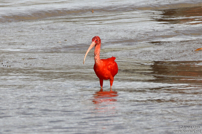 Ibis rougeadulte