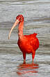 Ibis rouge