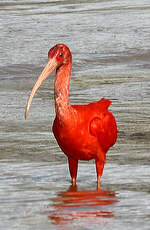 Ibis rouge