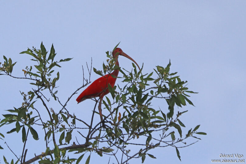 Ibis rougeadulte