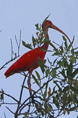 Ibis rouge