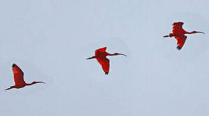 Ibis rouge