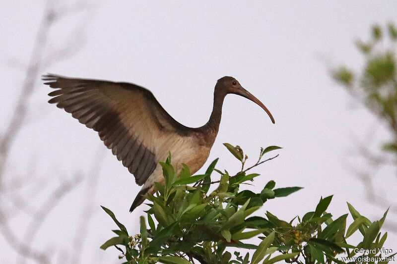 Ibis rougejuvénile