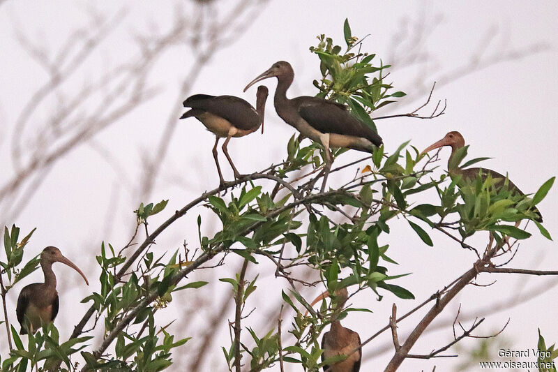 Ibis rougejuvénile