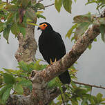 Caracara noir