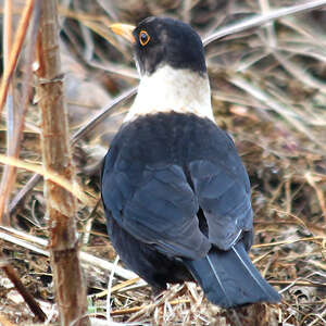 Merle à Collier Blanc Turdus Albocinctus