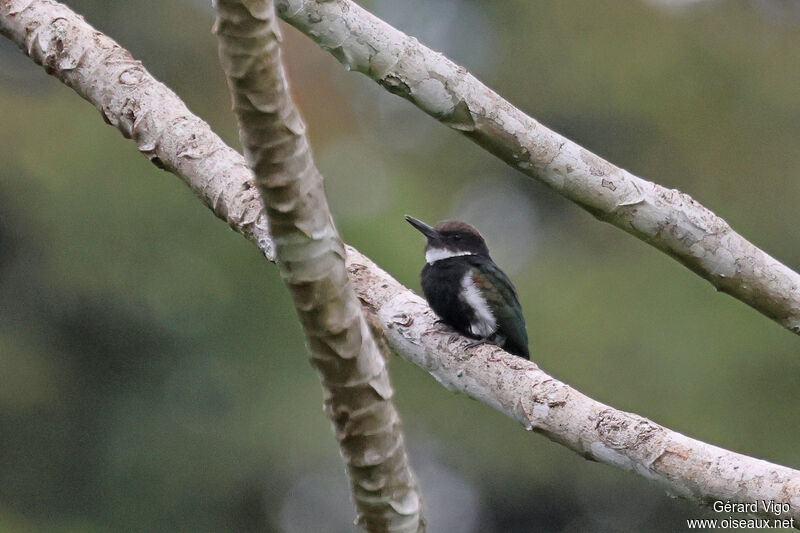 Jacamar à longue queuejuvénile