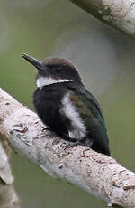 Jacamar à longue queue