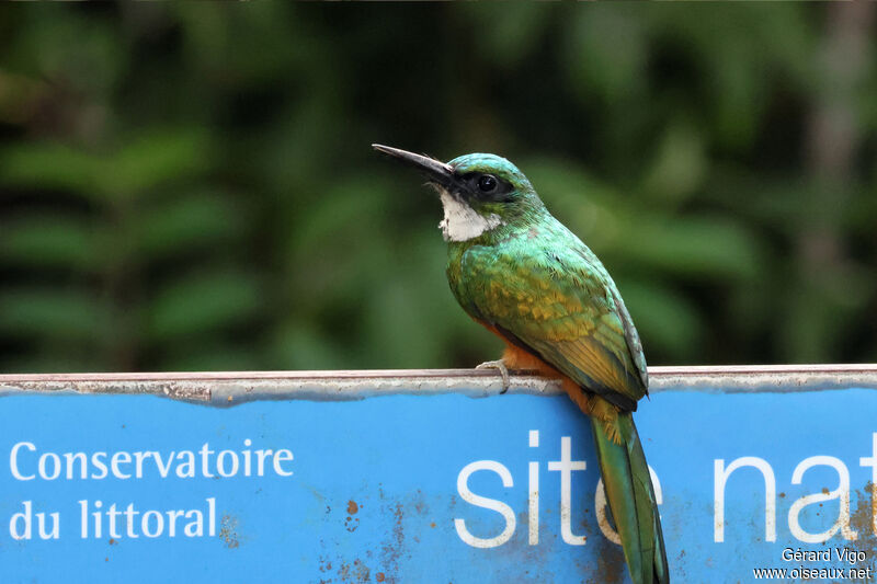 Jacamar vert mâle adulte