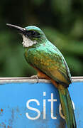 Green-tailed Jacamar