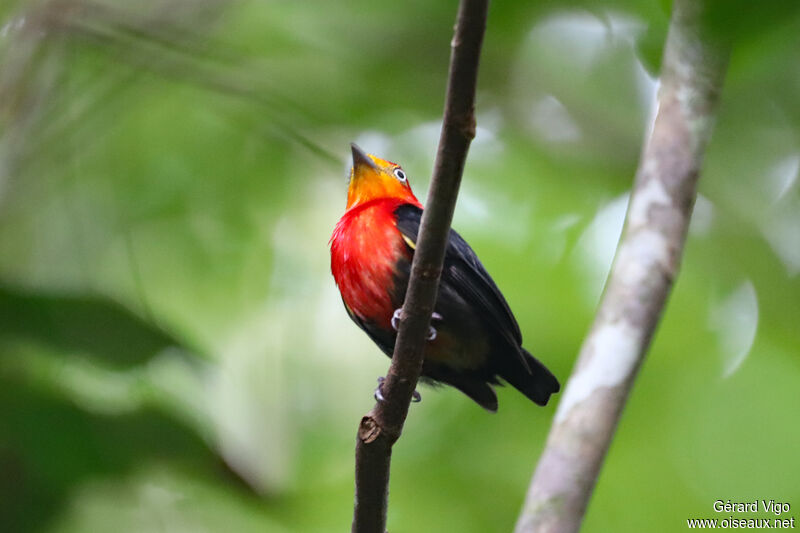 Manakin auréole mâle adulte