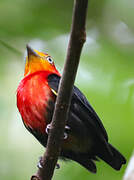 Crimson-hooded Manakin