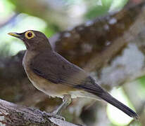 Spectacled Thrush