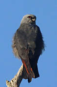 Plumbeous Kite