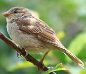 Moineau domestique