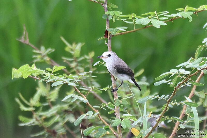 White-headed Marsh Tyrant female adult