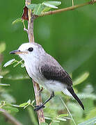 White-headed Marsh Tyrant