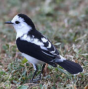 Pied Water Tyrant