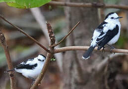 Pied Water Tyrant