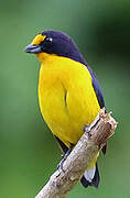 Violaceous Euphonia