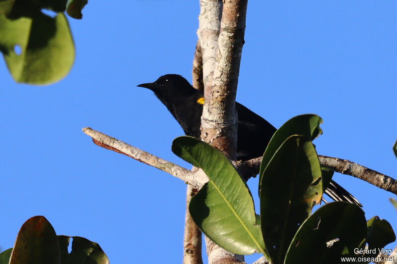 Oriole à épaulettesadulte