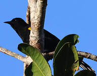 Oriole à épaulettes